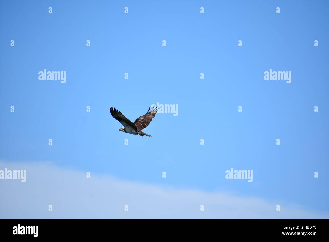 Osprey bird with wings spread flying over a cloud in the sky Stock ...