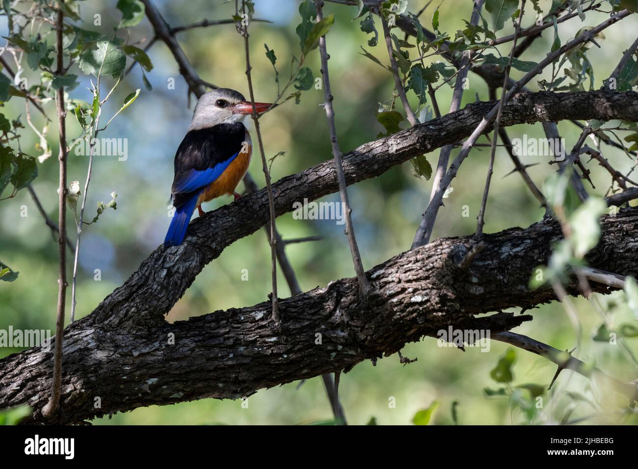Zambia, South Luangwa National Park. Gray-headed kingfisher (Halcyon leucocephala) Stock Photo