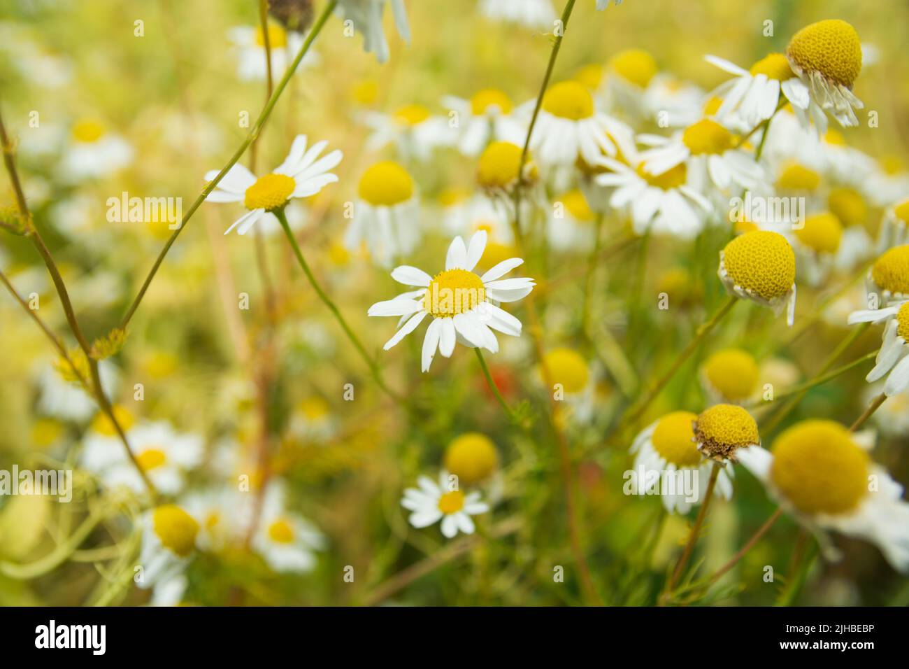 Close-up of many chamomile flowers in a meadow, summer day Stock Photo