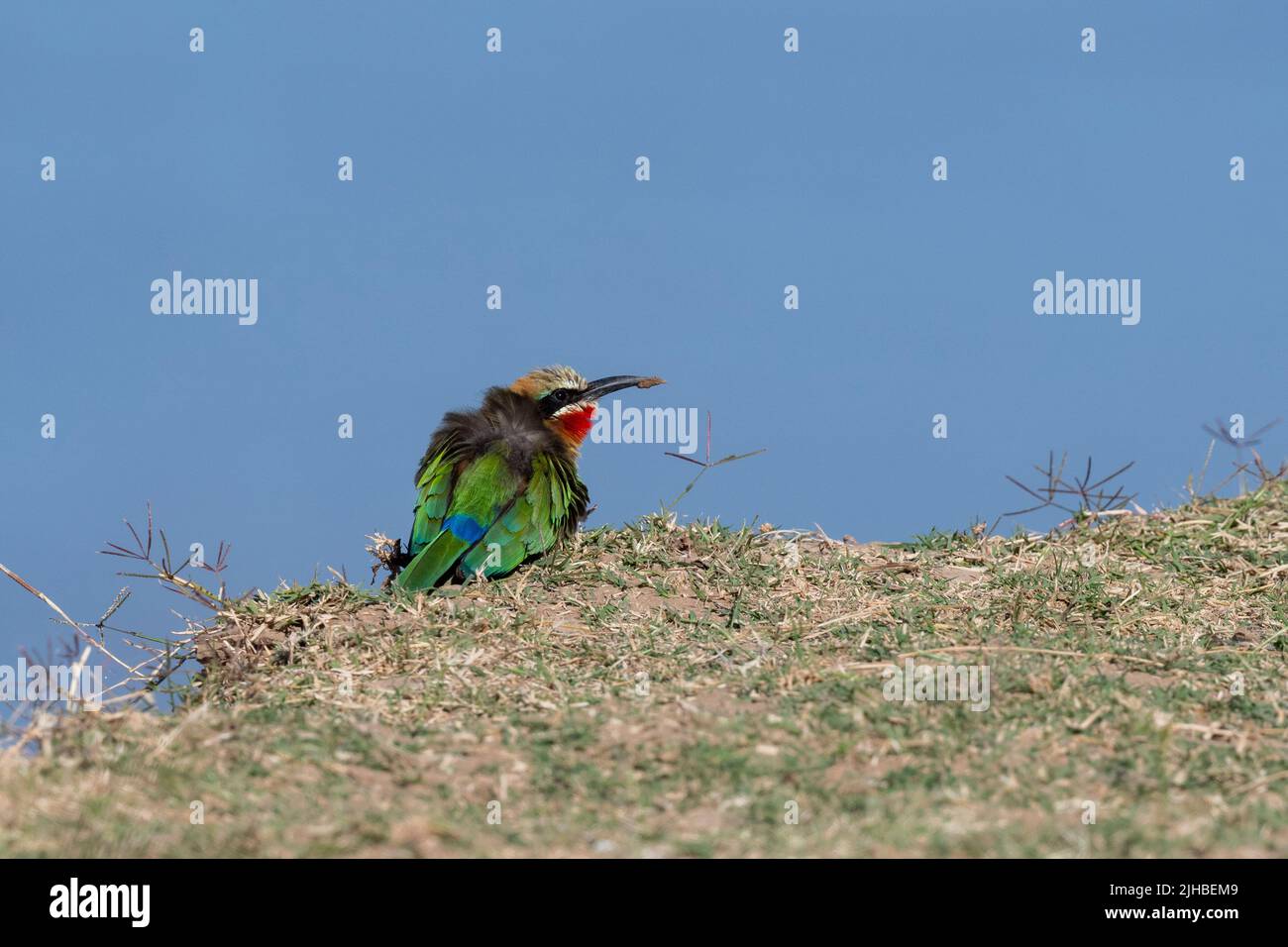 Zambia, South Luangwa National Park. White-fronted bee-eater (Merops bullockoides) with mud on beak. Stock Photo