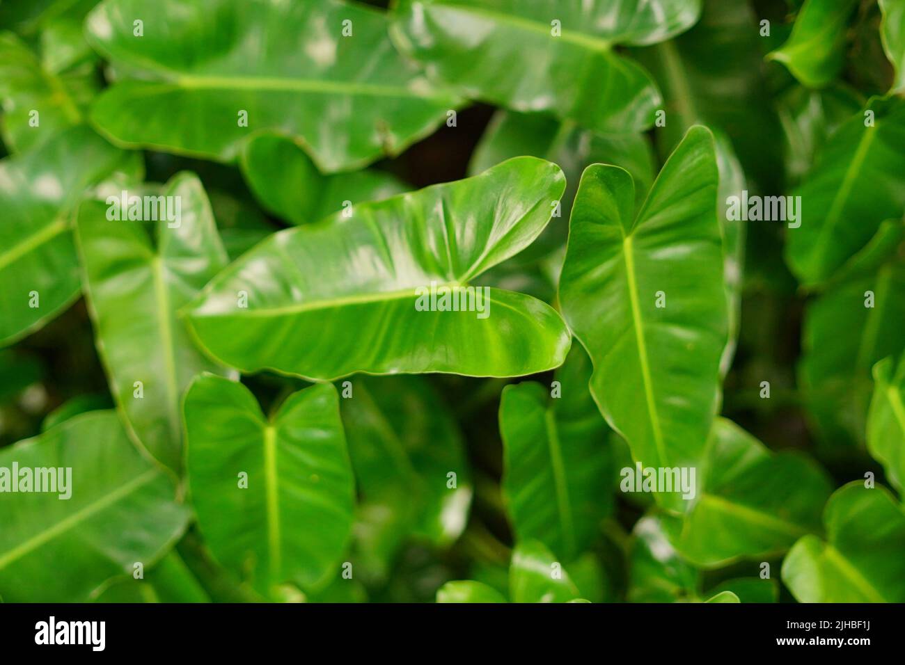 Close Up Tropical Green leaves plant for texture background Stock Photo ...
