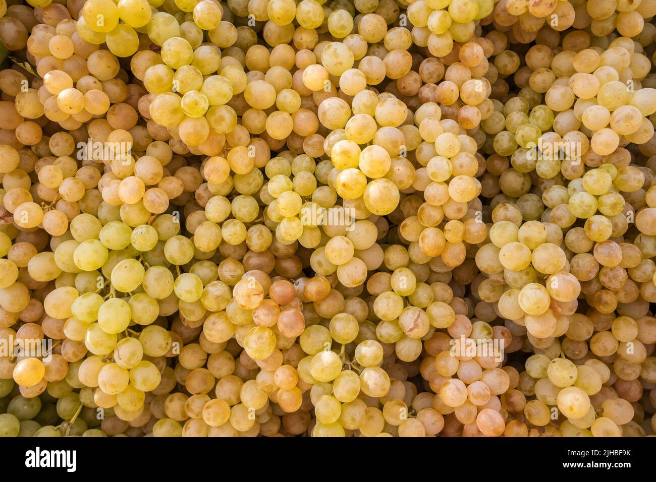 Ripe yallow grapes on the fruit market close-up Stock Photo