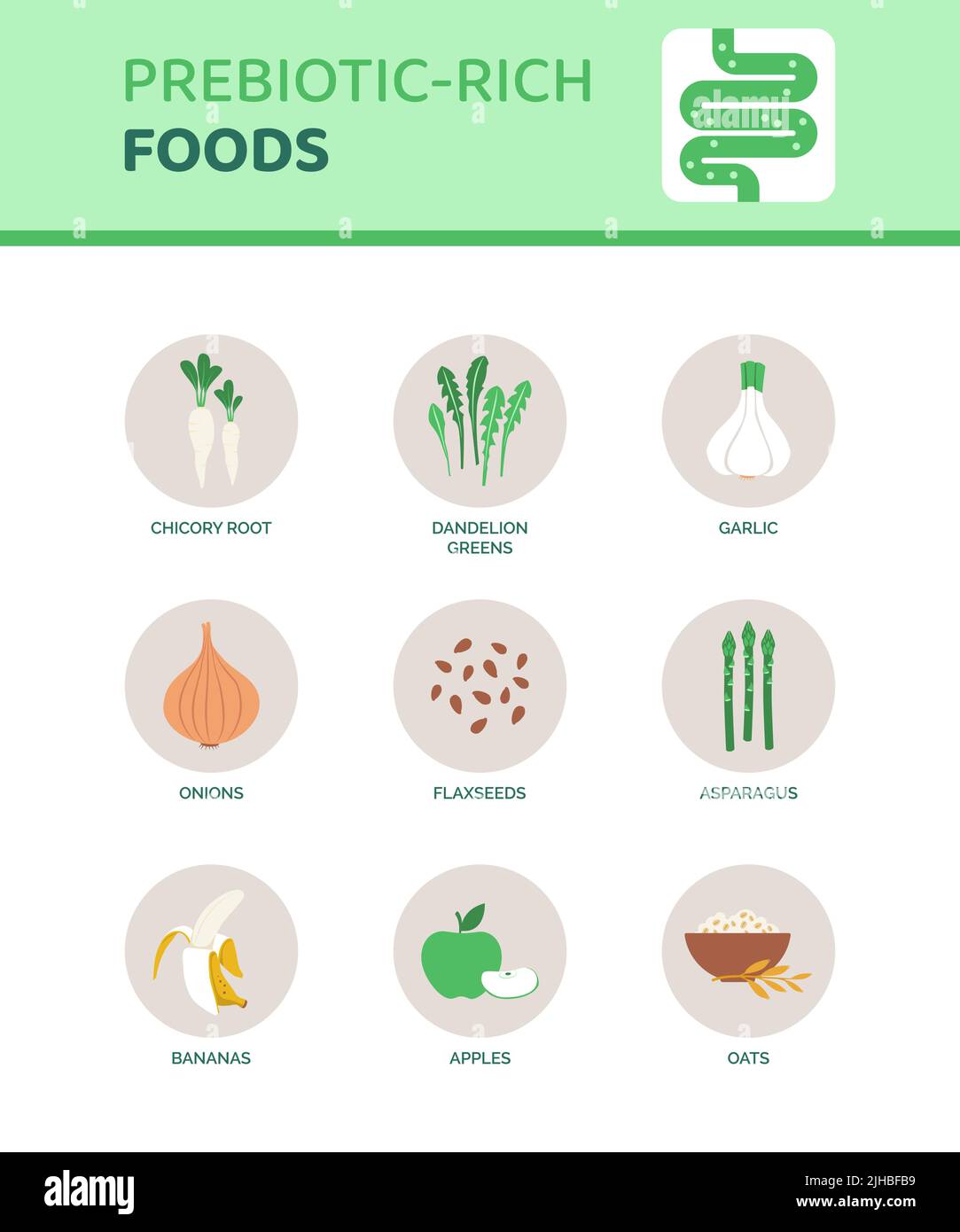 Prebiotic-rich foods that help digestion, infographic with icons Stock Vector