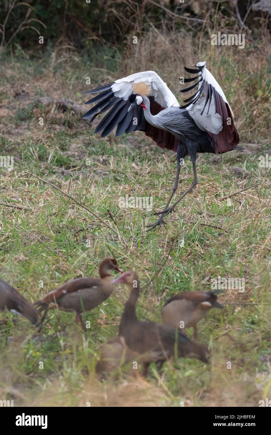 Zambia, South Luangwa National Park. Gray crowned cran aka African crowned crane(Balearica regulorum) courtship display. Conservation statis, endanger Stock Photo