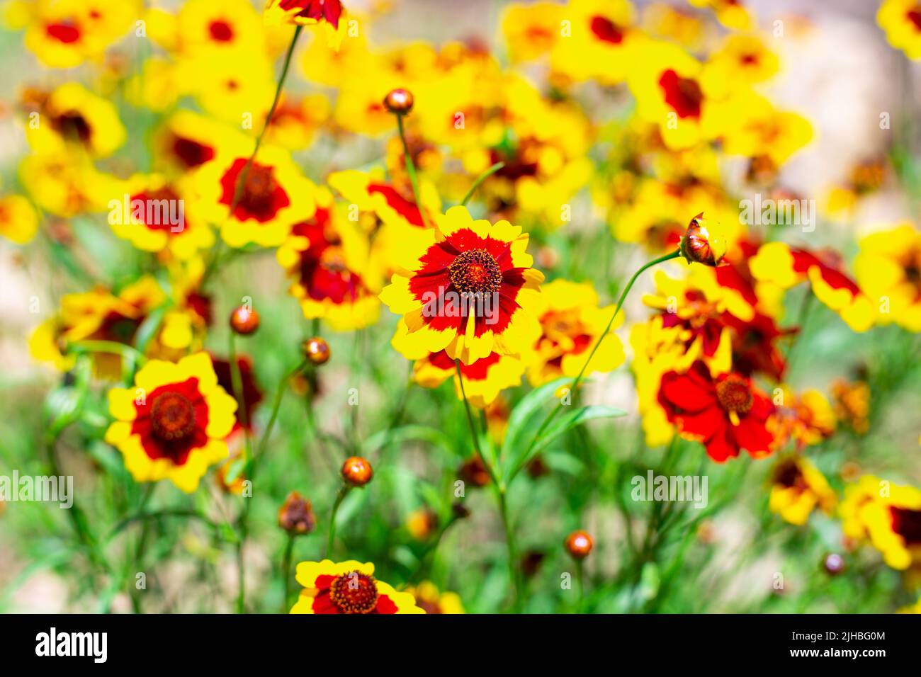 Bright yellow flowers with an orange center coreopsis in the garden, top view. Summer floral background. Stock Photo