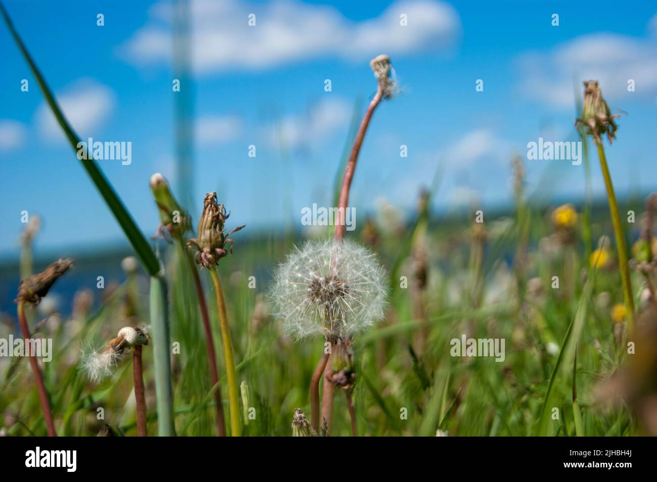White fluffy balls of dandelion flower on the high bank of the river. The river is visible in the background. Defocus. Cold summer in the north of Russia. Nature of the north, plants, wildflowers - Stock Image