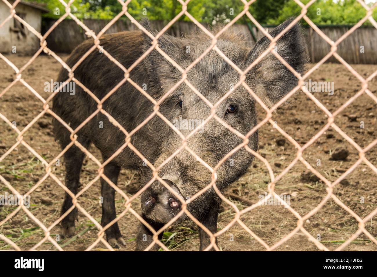 A small wild pig is closed in a fence, behind a net. A boar looks at us through the iron mesh Stock Photo