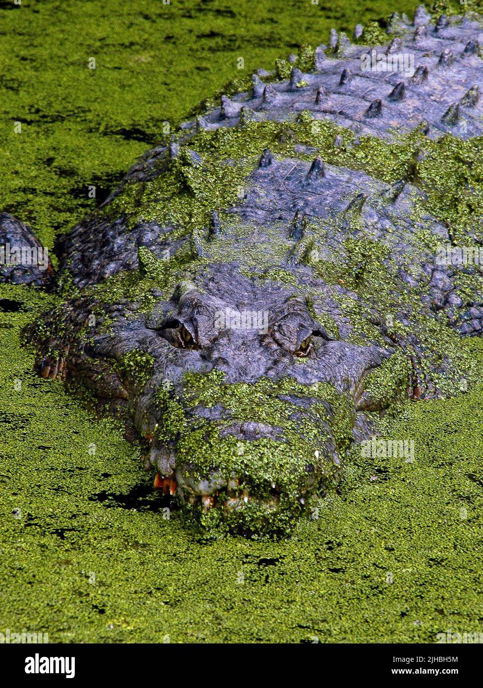 Estuarine Crocodile (Saltwater Crocodile), Crocodylus porosus. Queensland, Australia. Stock Photo
