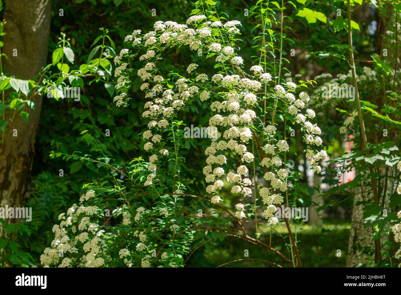 A green bush blooms with white flowers. Alyssum Stock Photo - Alamy