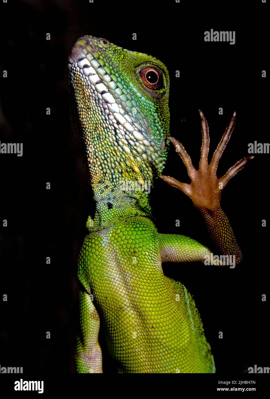Green Water Dragon, Physignathus cocincinus, from SE-Asia.  Controlled conditions Stock Photo