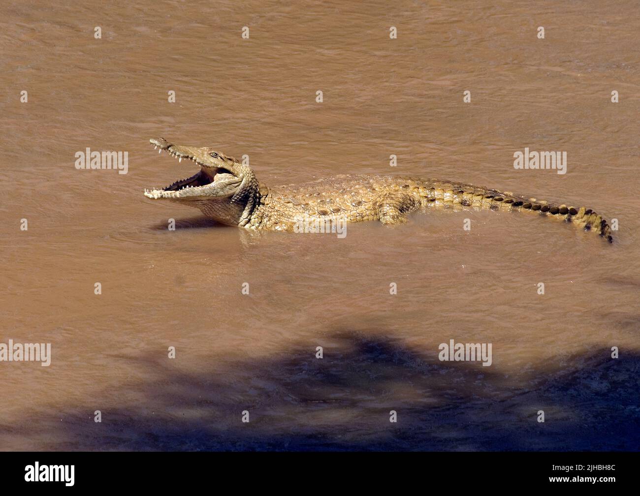 Nile crocodille - Crocodylus niloticus - resting on a snad bank i Ewaso Nyasi river in Samburu National Park Stock Photo