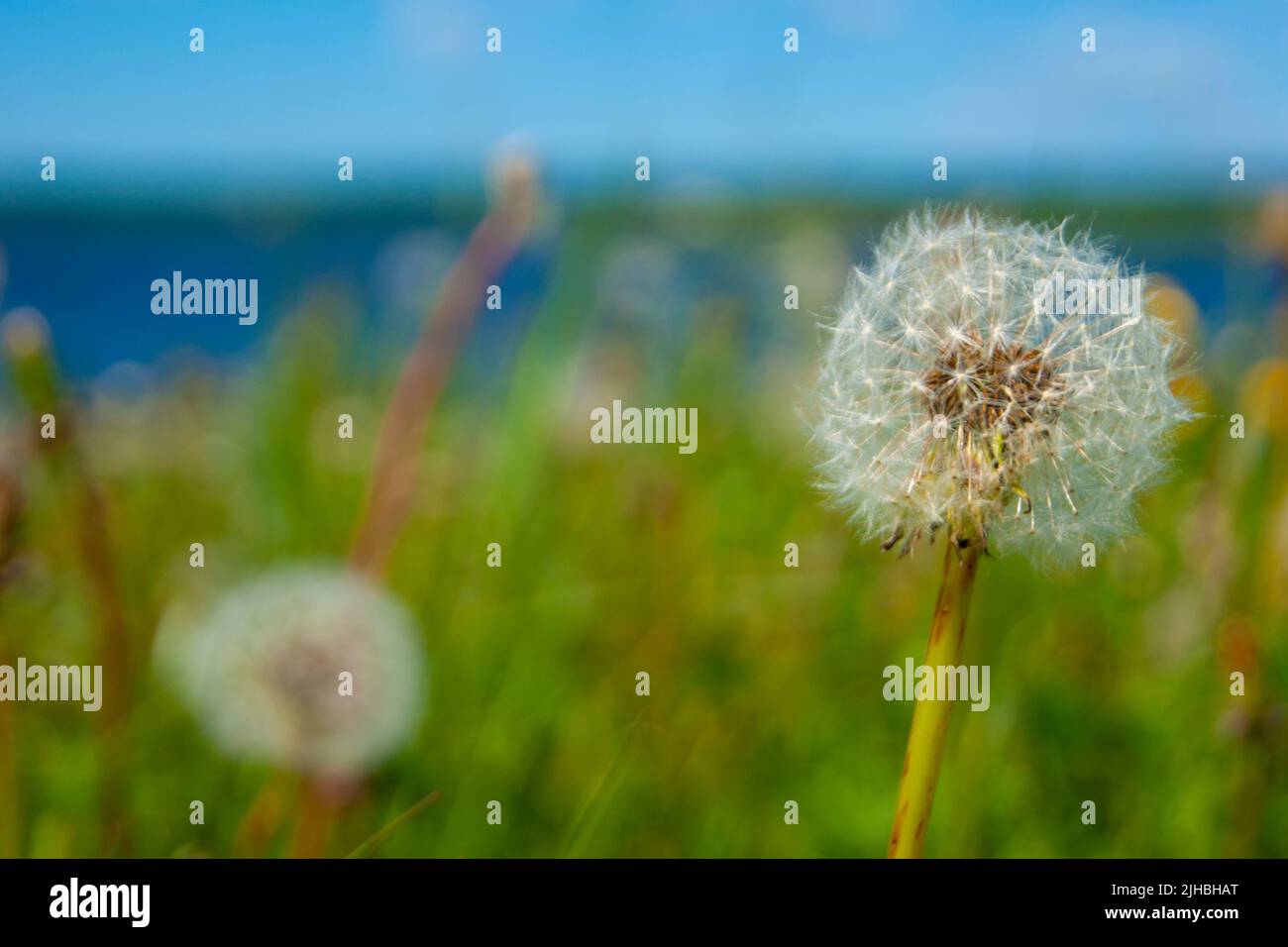 White fluffy balls of dandelion flower on the high bank of the river. The river is visible in the background. Defocus. Cold summer in the north of Russia. Nature of the north, plants, wildflowers - Stock Image