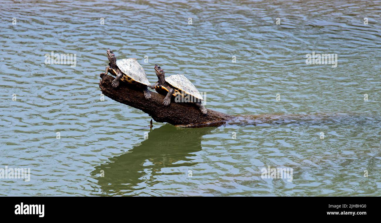 The endangered Assam roofed turtle (Pangshura sylhetensis) from the