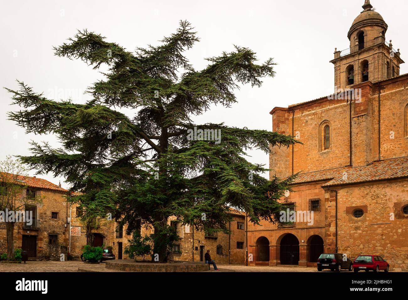 Large Spanish Fir in town plaza Stock Photo