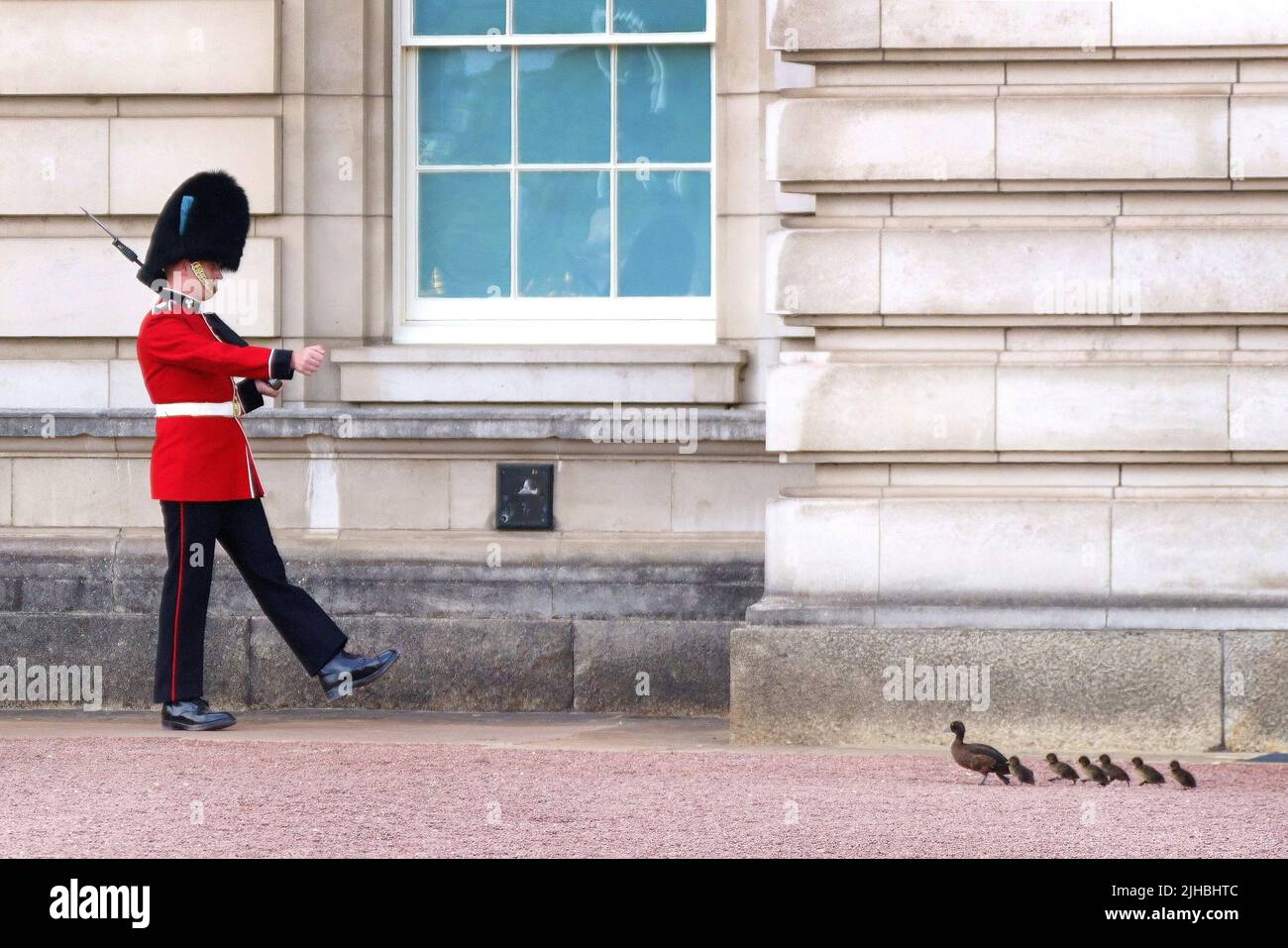 A young family of Tufted ducks run past a soldier from the Queen's Guard on the forecourt of Buckingham Palace during warm weather in London. Temperatures are predicted to hit 31C across central England on Sunday ahead of record-breaking highs next week. Picture date: Sunday July 17, 2022. Stock Photo