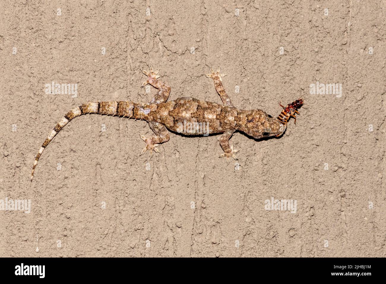 Tropical house gecko (Hemidactylus mabouia) feeding on insects in