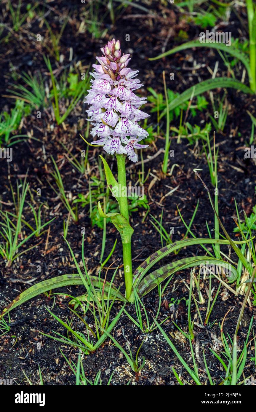 Common spotted orchid (Dactylorhiza maculata) from Prestöy, Hidra, south-western Norway. Stock Photo