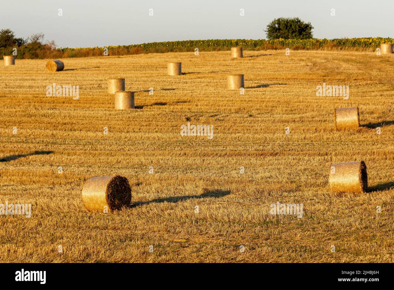 Straw bales made after harvesting Stock Photo Alamy