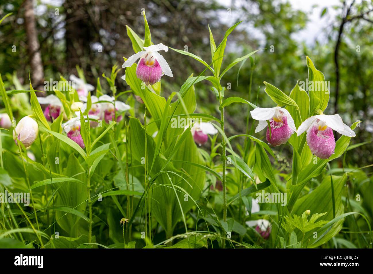Showy Lady Slipper Orchid Flowers Growing Wild in Minnesota Northwoods Wilderness Area Stock Photo