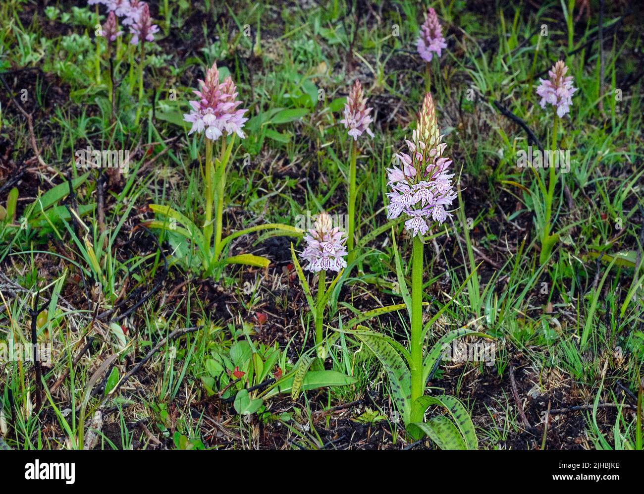 Common spotted orchid (Dactylorhiza maculata) from Prestöy, Hidra, south-western Norway. Stock Photo