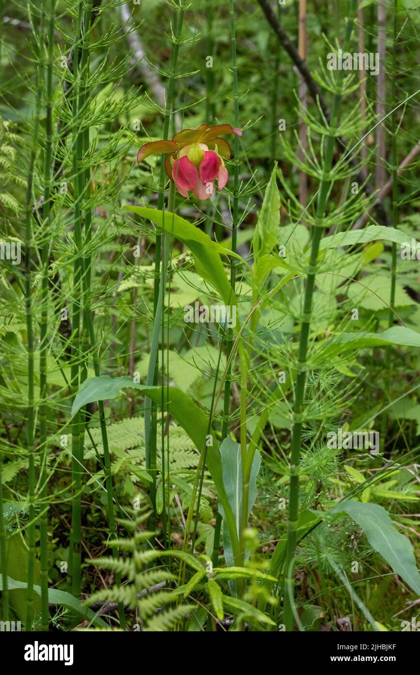 Flowering Pitcher Plant growing wild in Minnesota Bog Stock Photo