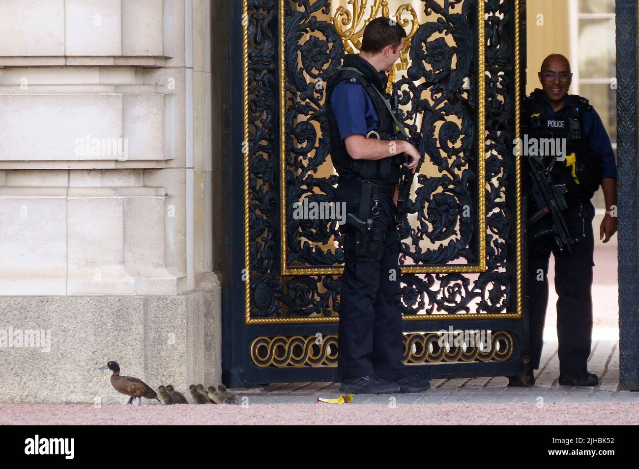 Two police officers attempt to redirect a young family of Tufted ducks after they ran onto the forecourt of Buckingham Palace during warm weather in London. Temperatures are predicted to hit 31C across central England on Sunday ahead of record-breaking highs next week. Picture date: Sunday July 17, 2022. Stock Photo
