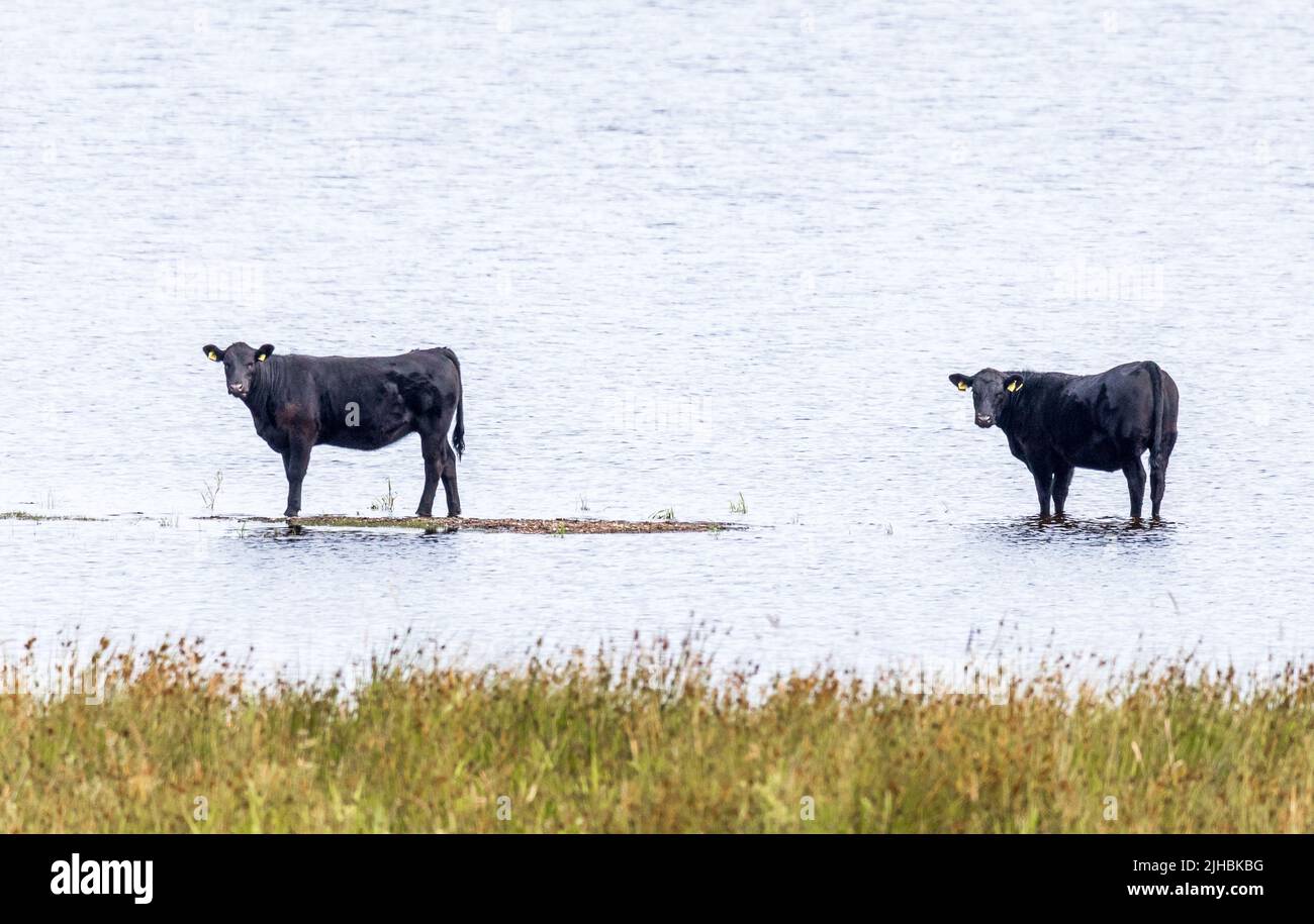 Macroom, Cork, Ireand. 17th July, 2022. With temperatures hitting 25 degrees, farm animals try