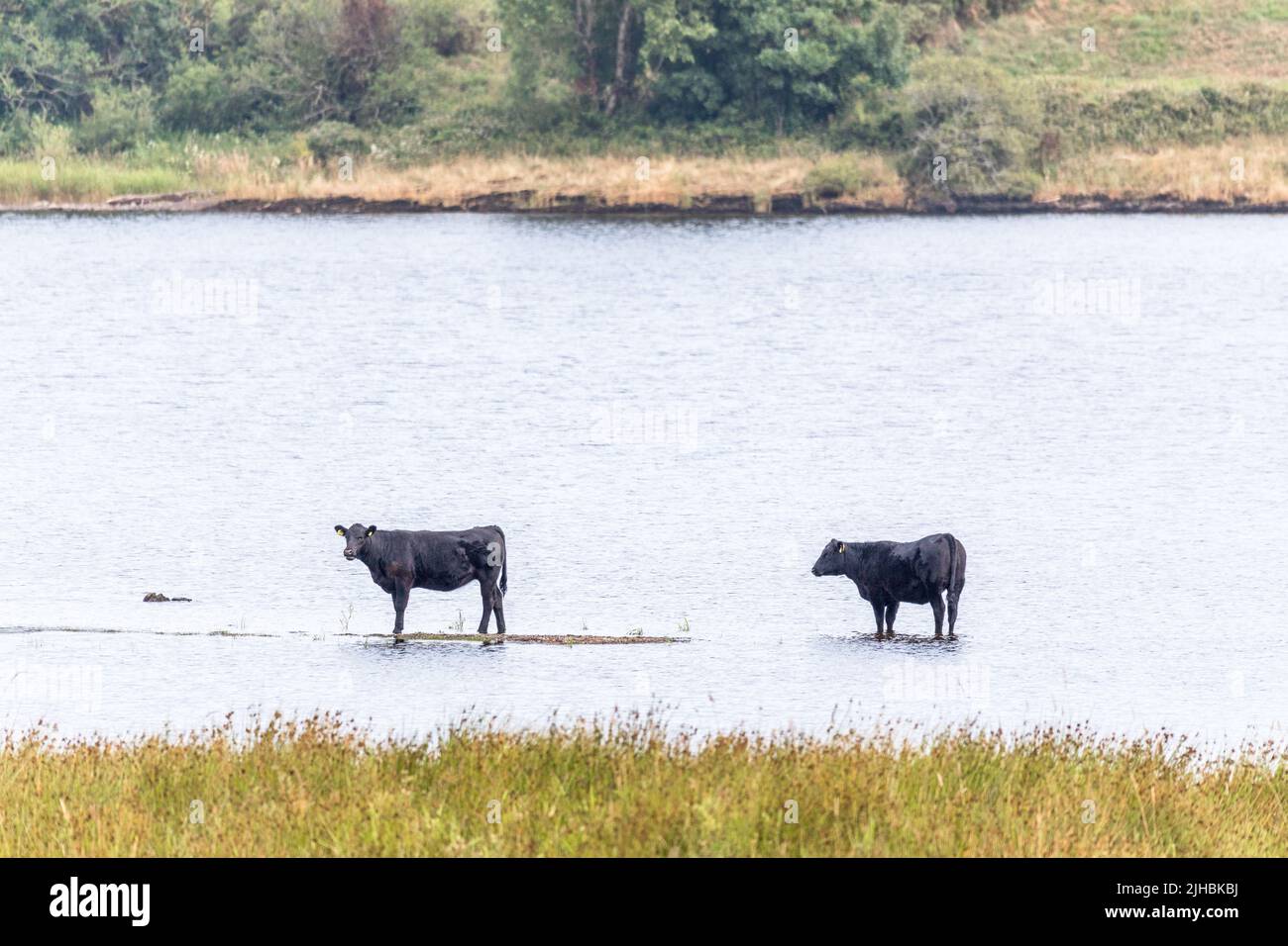 Macroom, Cork, Ireand. 17th July, 2022. With temperatures hitting 25 degrees,  farm animals try and get some refief from the heat by bathing in the cool River Lee outside Macroom, Co. Cork, Ireland. - Credit; David Creedon / Alamy Live News Stock Photo