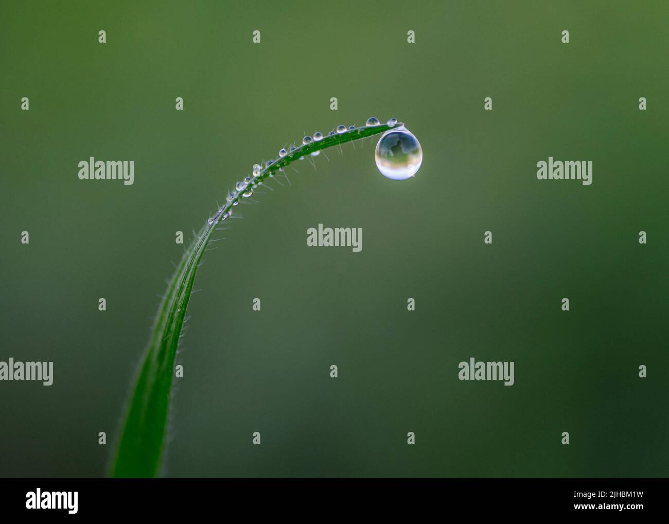 The macro of a water droplet hanging from the green leaf Stock Photo ...