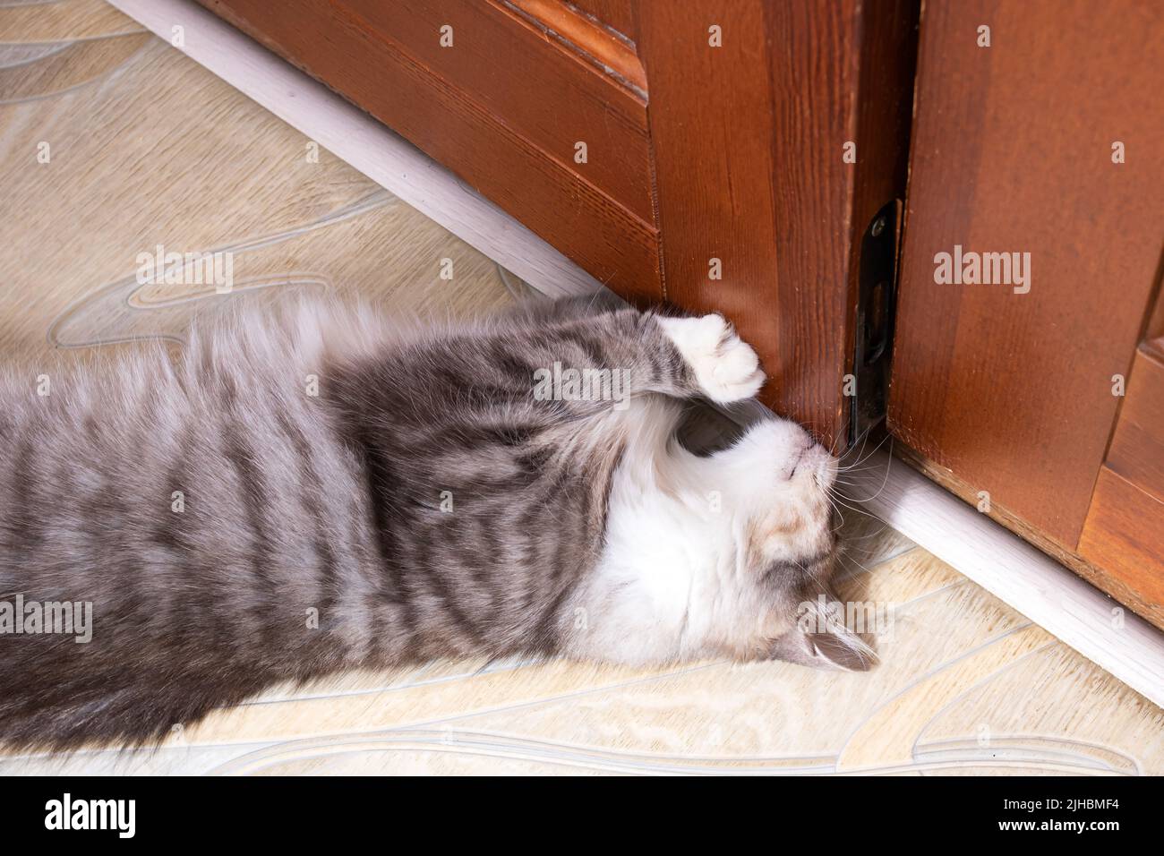 Cat opens door hires stock photography and images Alamy
