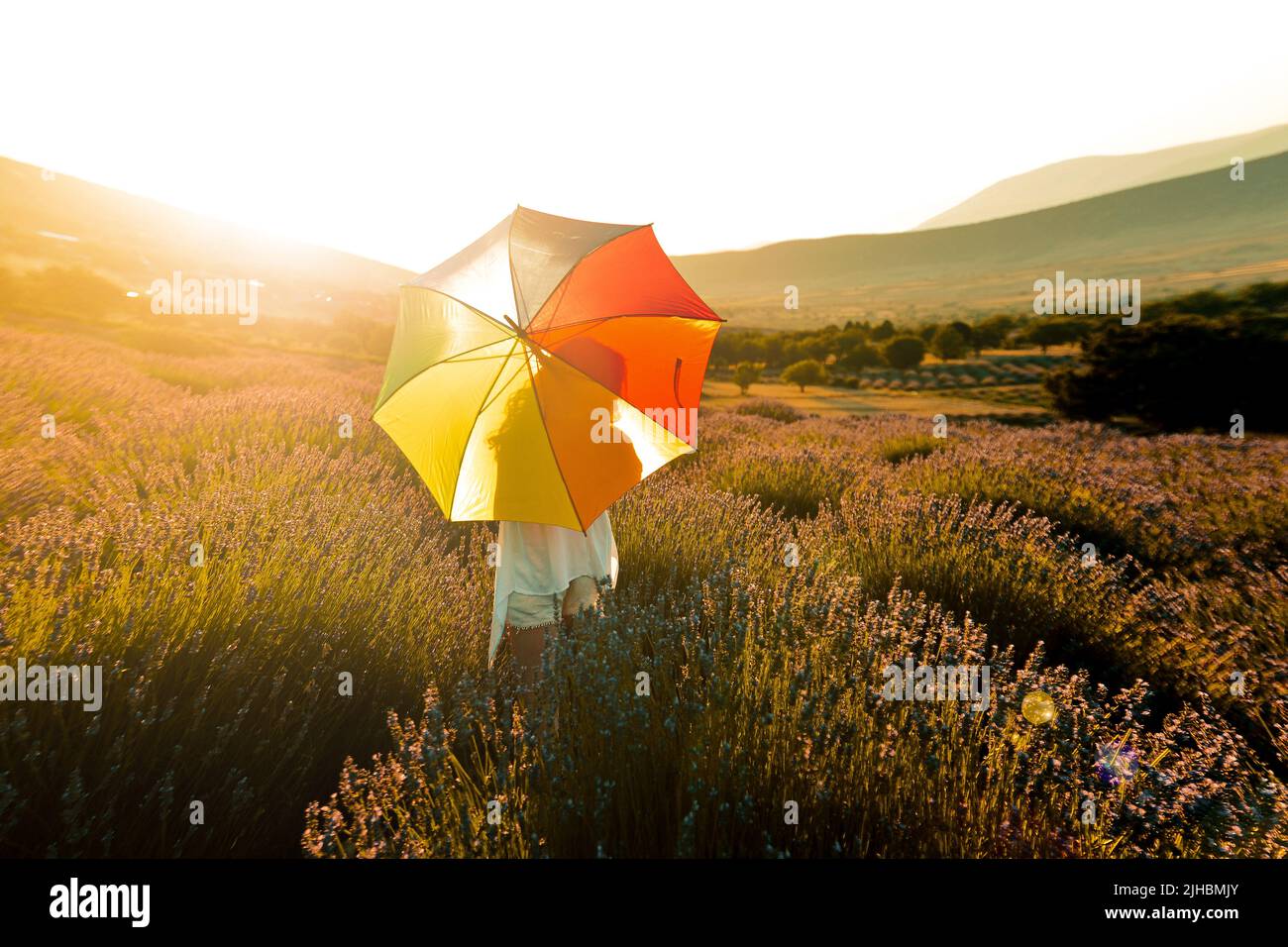 Woman with rainbow-colored umbrella and reverse light in lavender garden Stock Photo