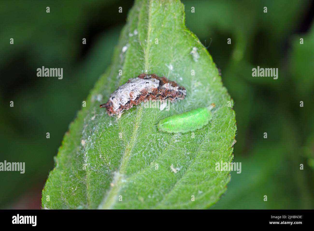 Larva of Hoverflies called flower flies or syrphid flies, make up the insect family Syrphidae. Stock Photo