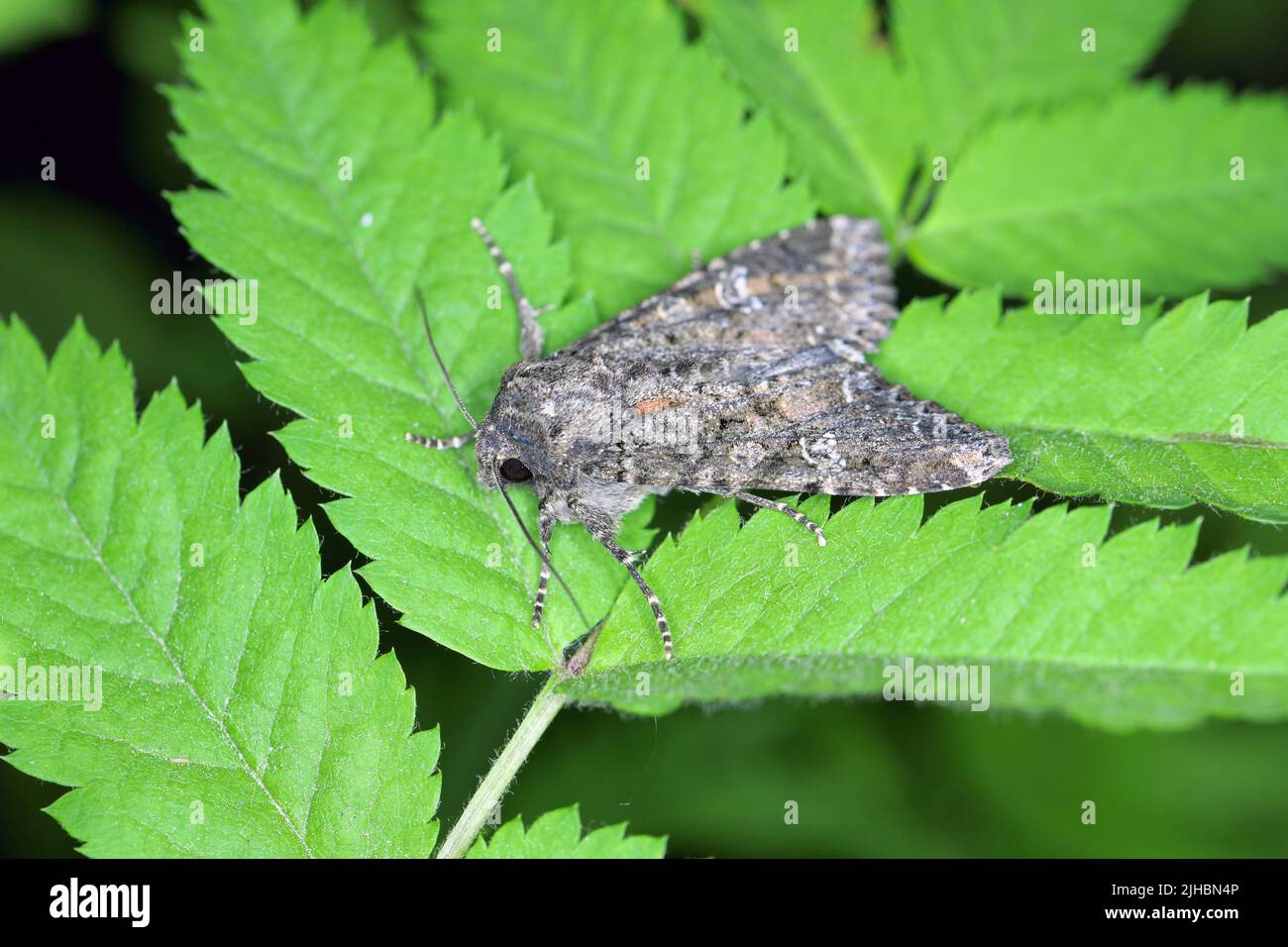 Adult Cabbage Moth (Mamestra brassicae) on the leaf. Stock Photo