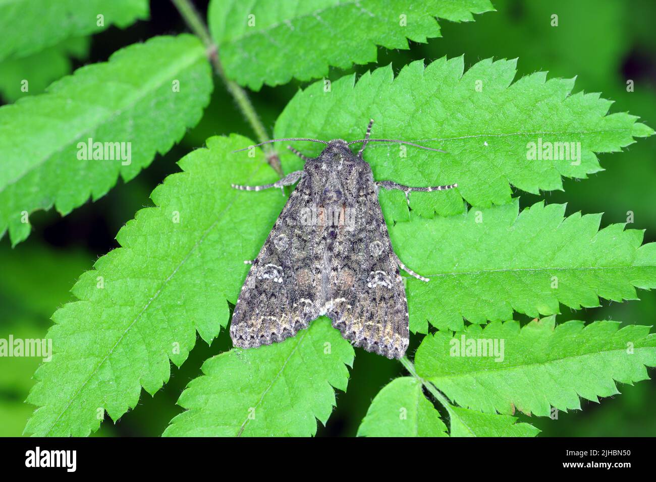 Adult Cabbage Moth (Mamestra brassicae) on the leaf. Stock Photo