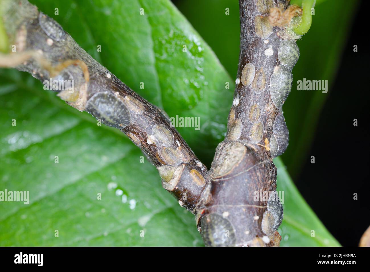 Scale insects (Coccidae) on a magnolia in the garden. They are dangerous pests of various plants. They are commonly known as soft scales, wax scales. Stock Photo