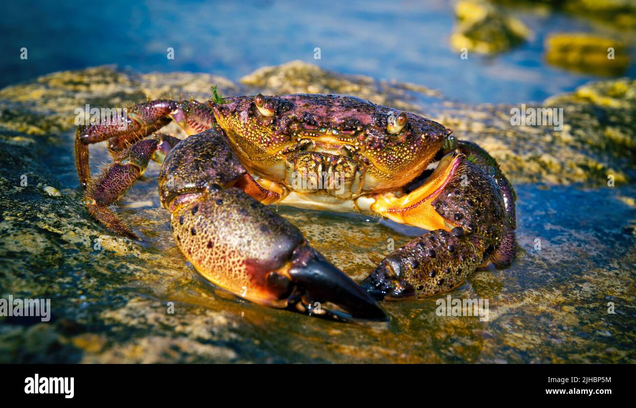 Crabs on net with fishing line Stock Photo - Alamy
