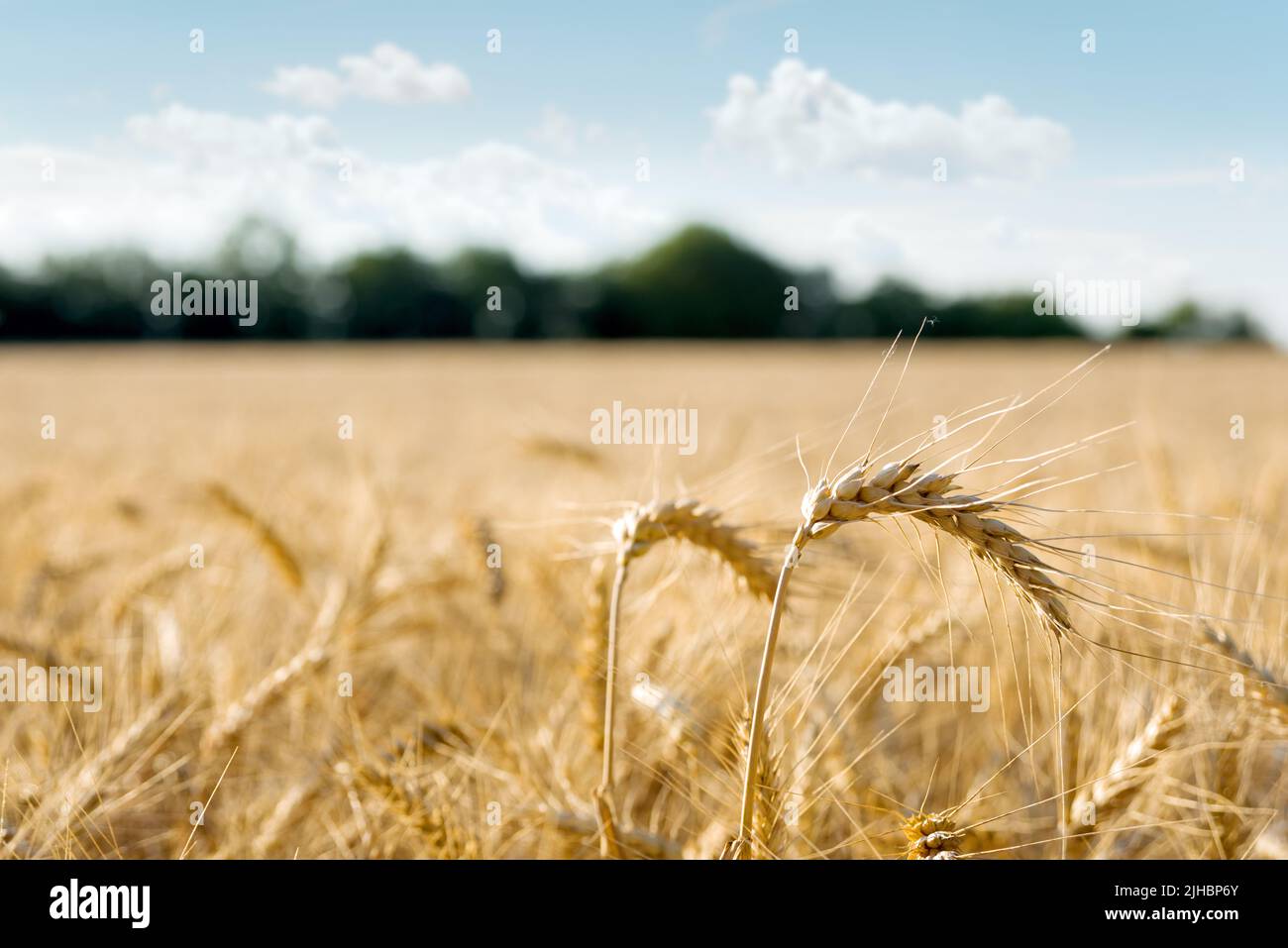 Wheat ears on the field Stock Photo