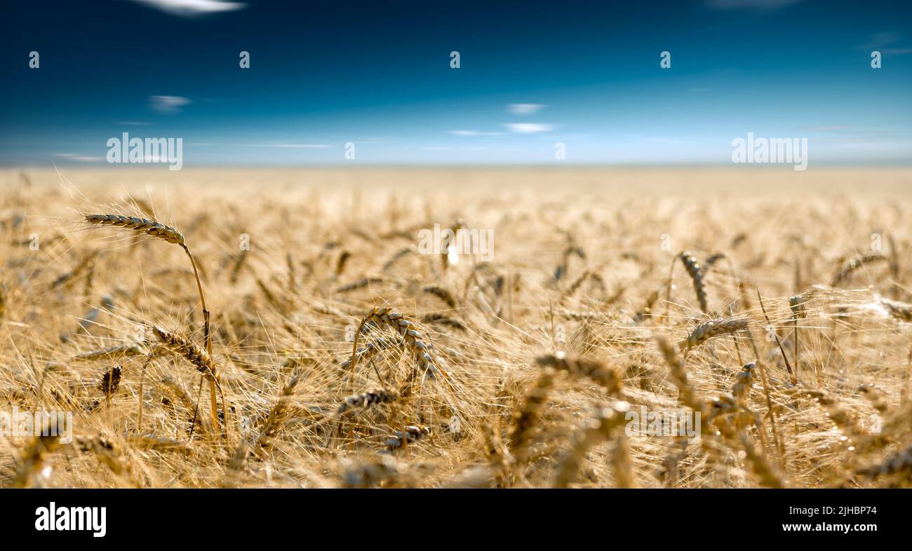 Field of wheat Stock Photo