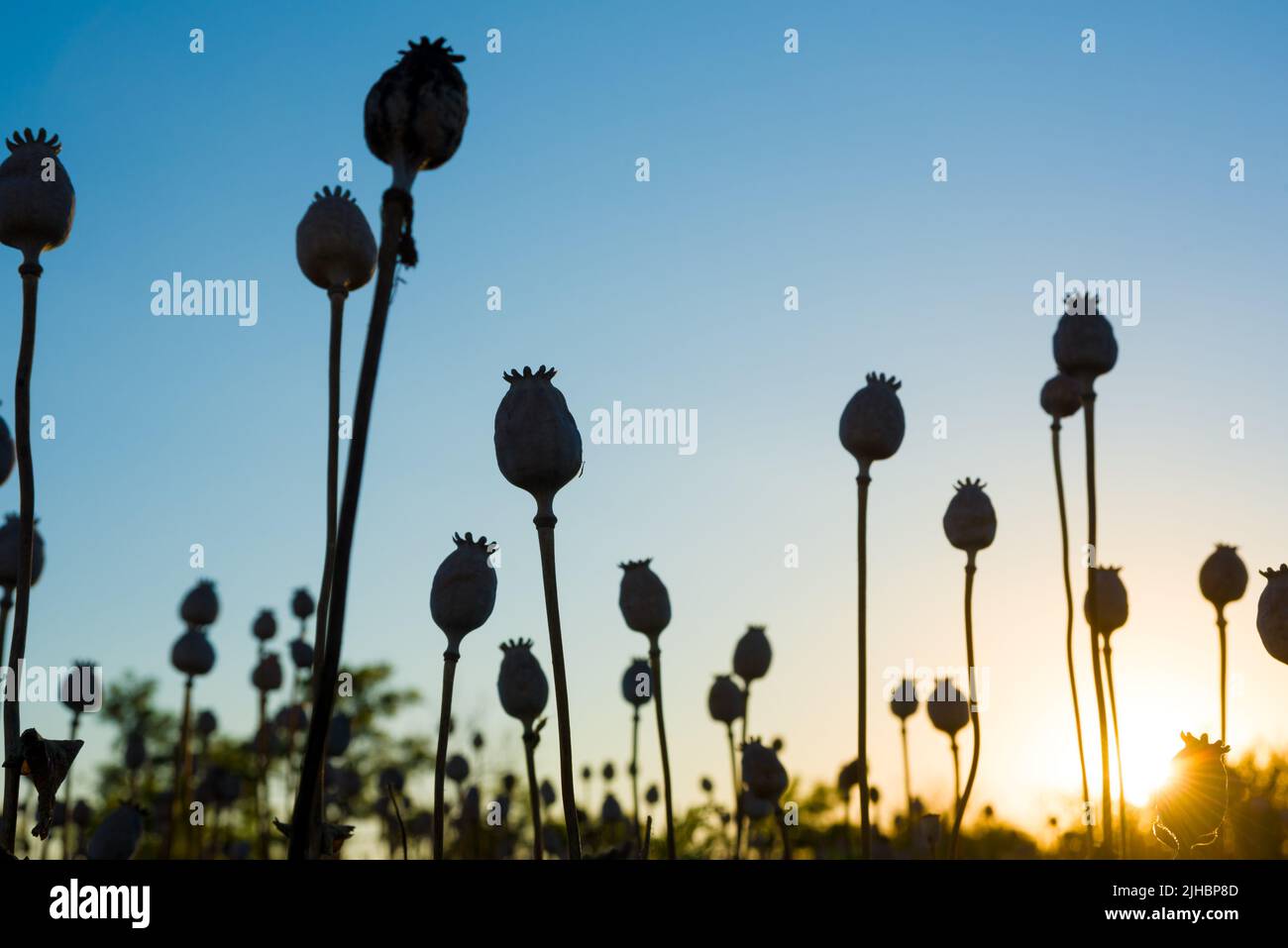 Silhouette of ripe poppies on the field Stock Photo