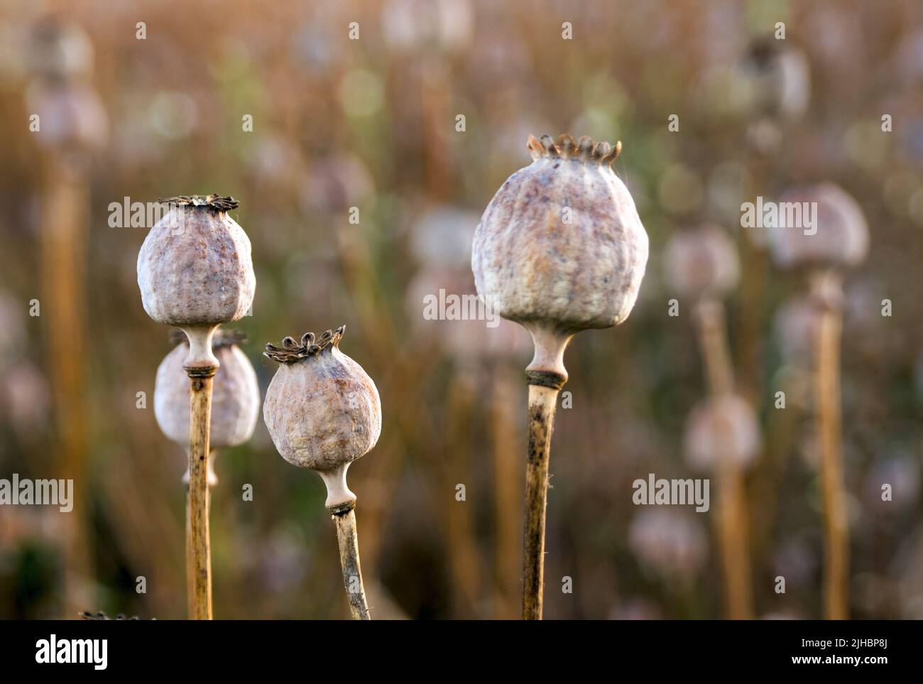 Poppy seed heads Stock Photo