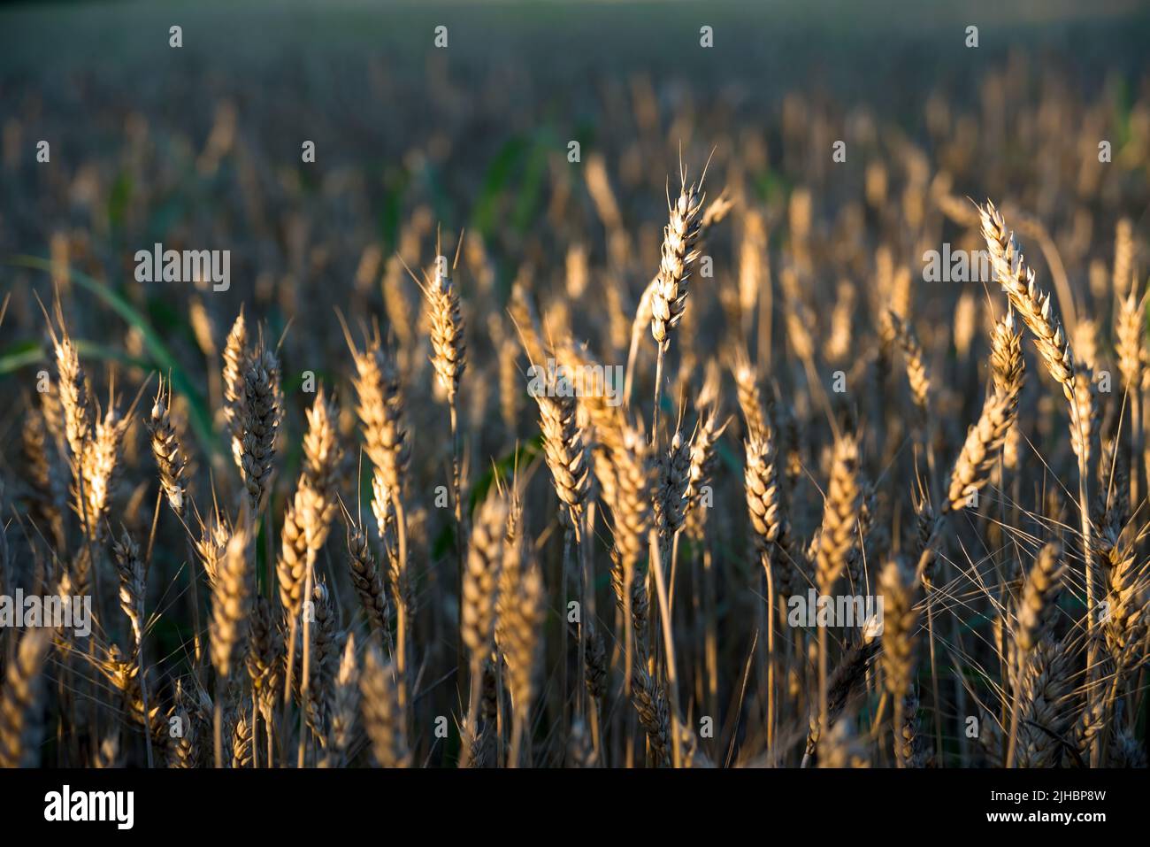 Wheat ears on the field at sunset Stock Photo