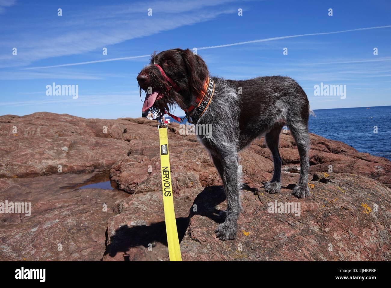 German wire haired pointer dog on yellow warning Nervous lead Stock