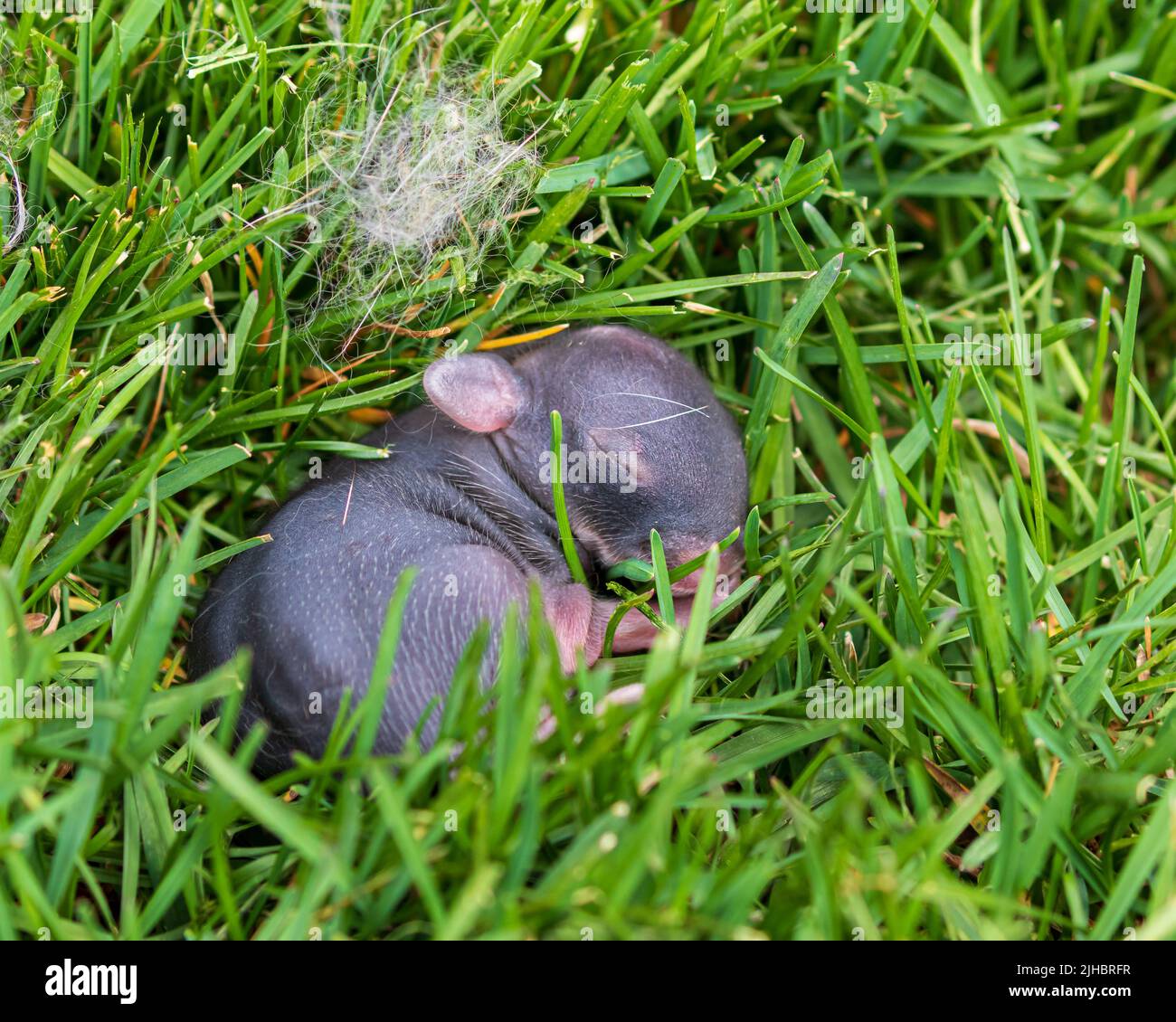 Baby cottontail rabbit in backyard lawn.  Wildlife, animals, and habitat conservation concept Stock Photo