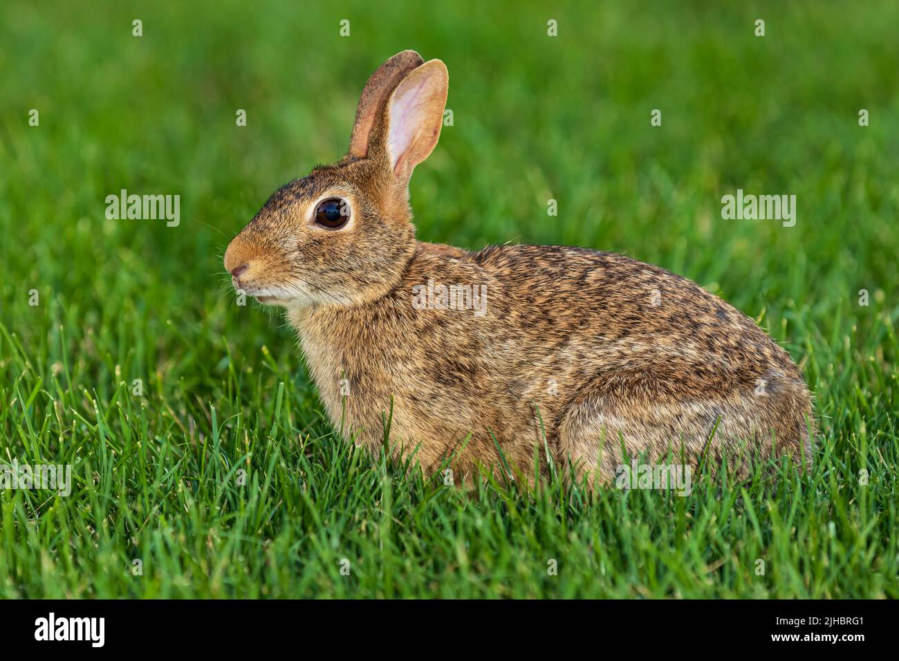 Wild cottontail rabbit in lawn. Wildlife, animals, and habitat conservation concept. Stock Photo