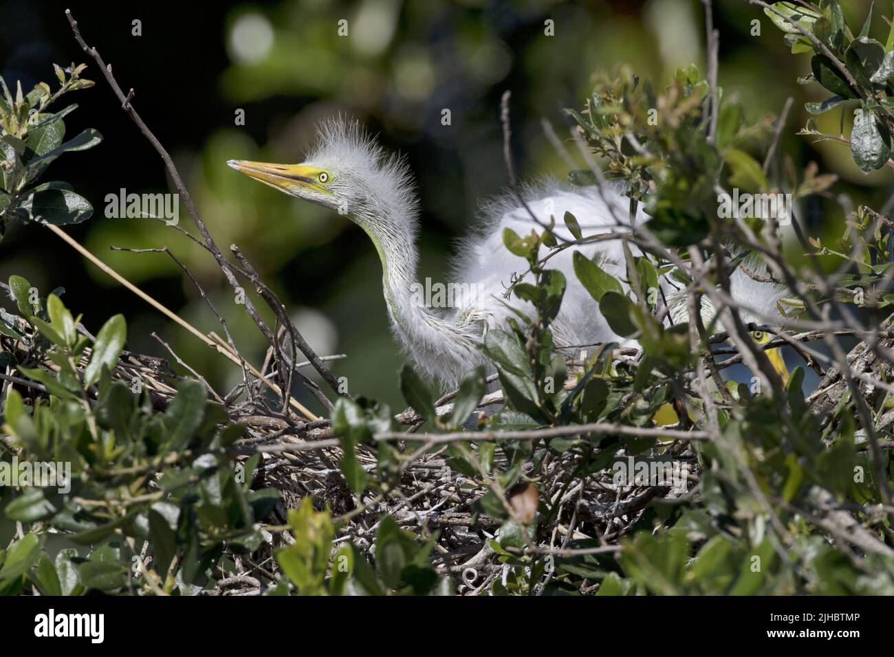 Fluffy and sunlit egret chick in nest of natural rookery in Florida, United States Stock Photo