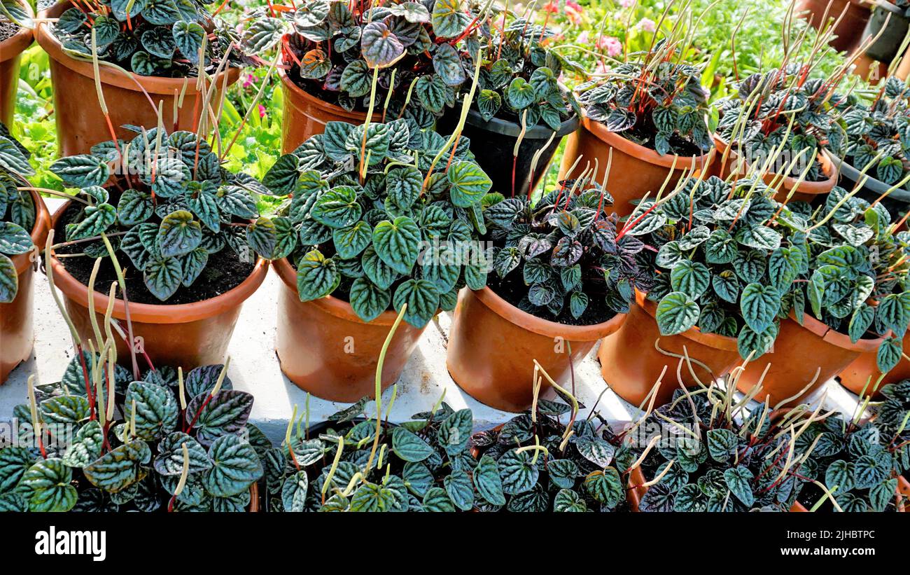 Beautiful garden plants Peperomia caperata also known as Green ripple, Little fantasy pepper etc. at a nursery for sale Stock Photo