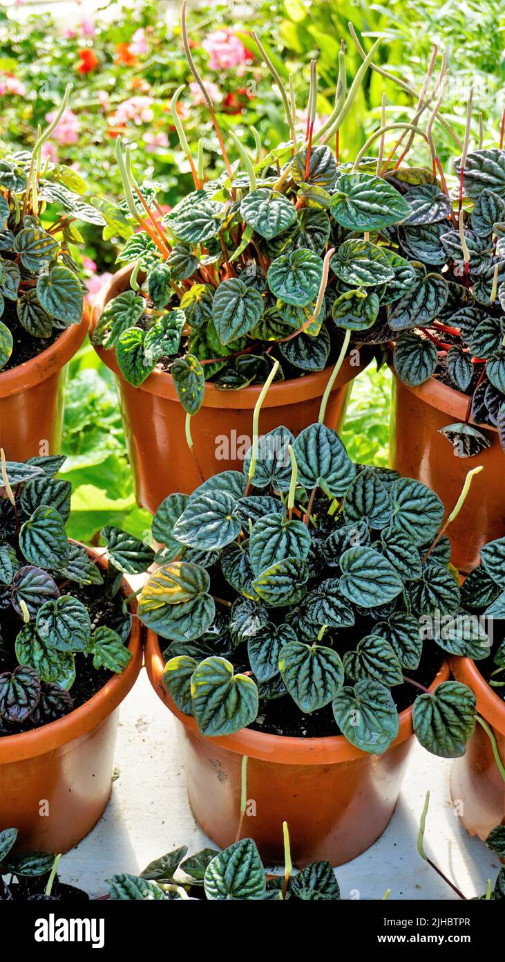 Beautiful garden plants Peperomia caperata also known as Green ripple, Little fantasy pepper etc. at a nursery for sale Stock Photo