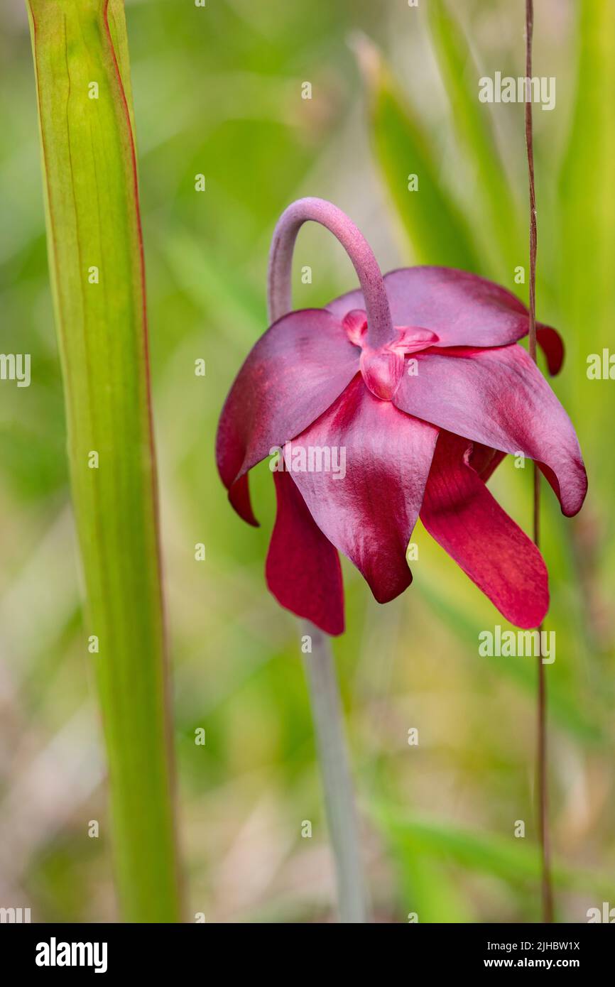 Carnivorous plant in selective focus close up flower portrait at Weeks Bay Pitcher Plant Bog in Alabama Stock Photo