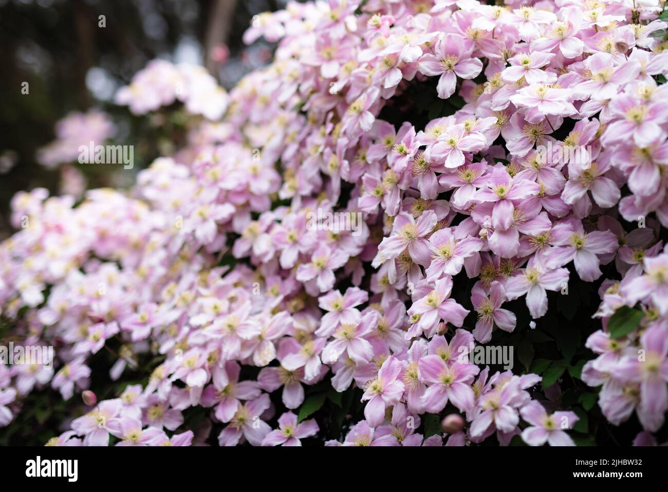 Clematis Montana Pink Perfection. The Mile-a Minute Quick Climbing
