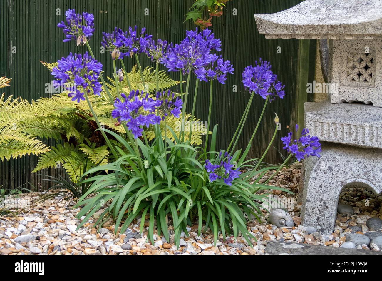 Agapanthus 'Brilliant Blue'  African Lily Stock Photo
